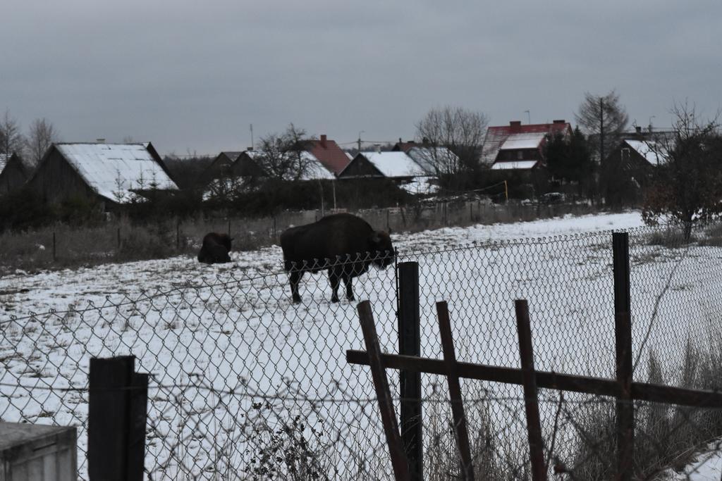 Domek Jaskółka Białowieża Exterior foto