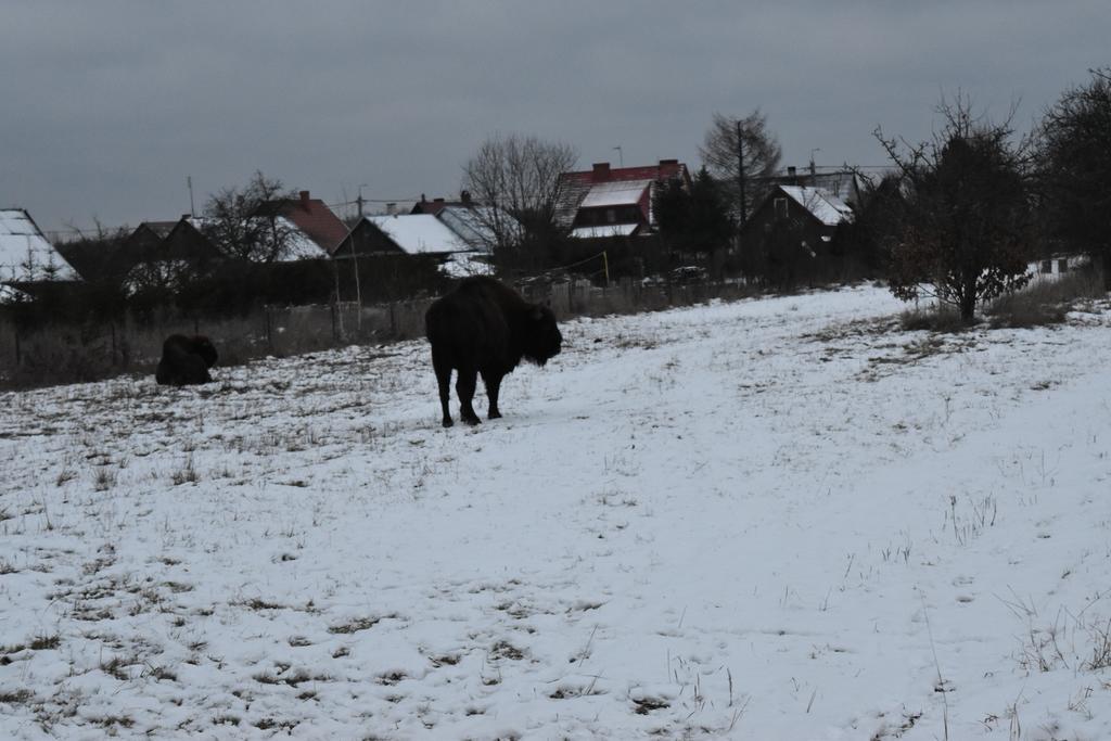 Domek Jaskółka Białowieża Exterior foto